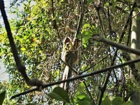 Lemur zlatý (Hapalemur aureus)