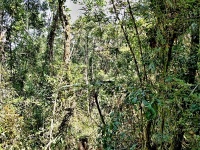 Charakteristické ekosystémy - tropický deštný prales  