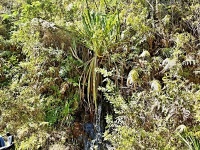 Charakteristické ekosystémy - stálezelený vlhký les