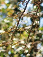 Aerangis ellisii (čeleď vstavačovité - Orchidaceae)