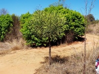 Pryšec (Euphorbia sp. ) - čeleď pryšcovité - Euphorbiaceae