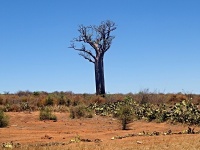 Baobab (Adansonia za) - čeleď slézovité - Malvaceae