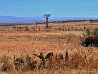 Baobab (Adansonia za) - čeleď slézovité - Malvaceae
