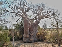 Baobab (Adansonia rubrostipa) - čeleď slézovité - Malvaceae