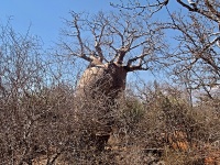 Baobab (Adansonia rubrostipa) - čeleď slézovité - Malvaceae