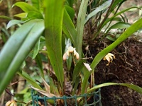 Maxillaria porrecta (čeleď vstavačovité - Orchidaceae)