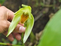 Lycaste gigantea (čeleď vstavačovité - Orchidaceae)