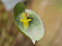 Pleurothallis crucifera (čeleď vstavačovité - Orchidaceae)