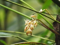 Stanhopea sp. (čeleď vstavačovité - Orchidaceae)