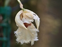 Chondrorhyncha embreei (čeleď vstavačovité - Orchidaceae)