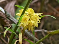 Sievekingia rhonhofiae (čeleď vstavačovité - Orchidaceae)