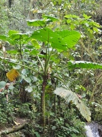 Xantosoma (Xanthosoma undipes) - čeleď áronovité - Araceae