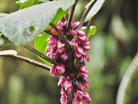 Drymonia collegarum (čeleď podpětovité - Gesneriaceae)