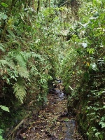 Charakteristické ekosystémy - mlžný prales