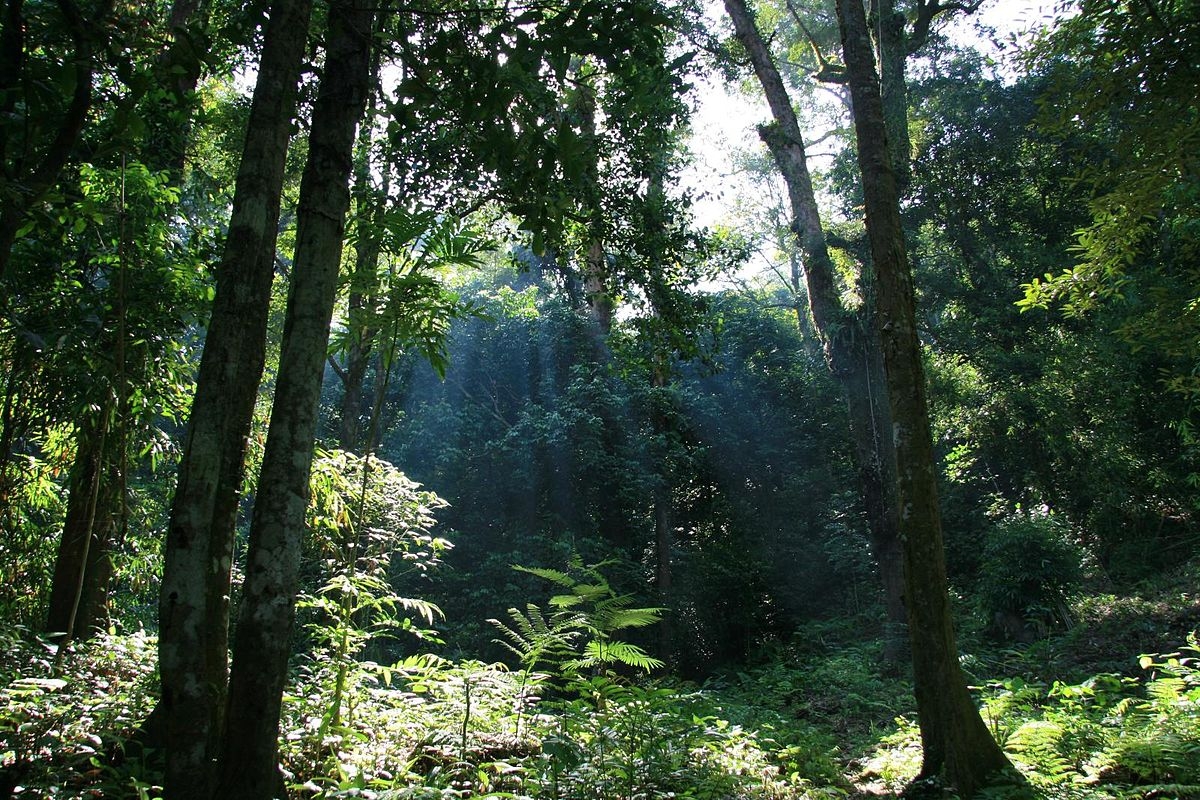 Gunung Palung Gunung Palung