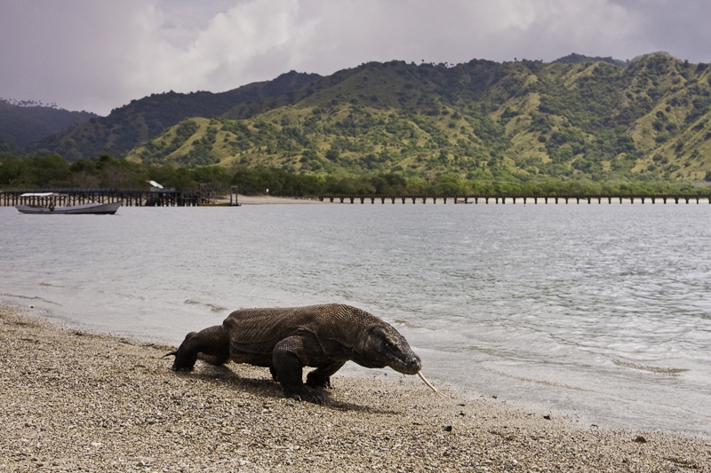 Komodo Komodo
