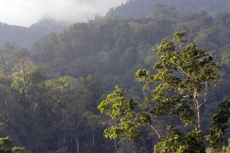 Tangkoko Tangkoko