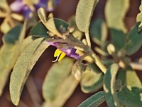 Lilek (Solanum quadriloculatum) - čeleď lilkovité - Solanaceae