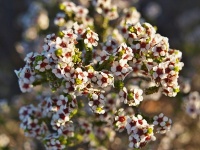 Aluta maisonneuvei (čeleď myrtovité - Myrtaceae)