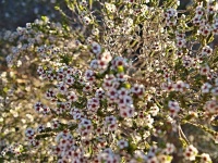 Aluta maisonneuvei (čeleď myrtovité - Myrtaceae)