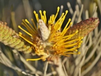 Grevillea eriostachya ( čeleď Proteaceae)