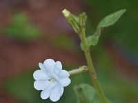 Boerhavia dominii (čeleď nocenkovité - Nyctaginaceae)