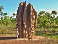 Nasut (Nasutitermes triodae) - čeleď termitovití - Termitidae; termitiště