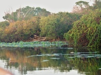 Charakteristické ekosystémy - sladkovodní ekosystémy (Yellow Water Billabong)