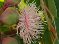 Hřebíčkovec (Syzygium suborbiculare) - čeleď myrtovité - Myrtaceae