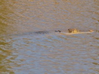Krokodýl mořský (Crocodylus porosus) - čeleď krokodýlovití - Crocodylidae