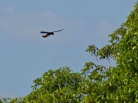 Kakadu havraní (Calyptorhynchus banksii); samice