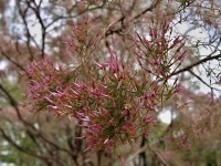 Vlasokub (Calytrix exstipulata) - čeleď myrtovité - Myrtaceae