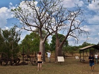 Baobab (Adansonia gregorii) - čeleď slézovité - Malvaceae
