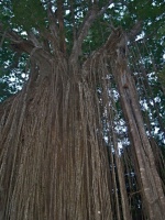 Fíkovník (Ficus virens) - čeleď morušovníkovité - Moraceae
