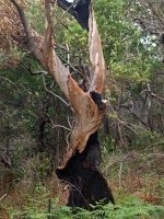 Blahovičník (Eucalyptus sp.) - čeleď myrtovité - Myrtaceae