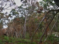 Charakteristické ekosystémy - eukalyptový les