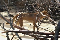 Pes dingo (Canis familiaris dingo)