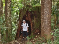 Charakteristické ekosystémy - lesy mírného pásma (jehličnaté lesy)