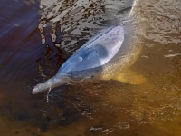 Delfín (Sousa sahulensis)