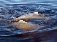 Delfín (Sousa sahulensis)