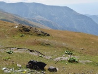 Charakteristické ekosystémy - alpinské biotopy