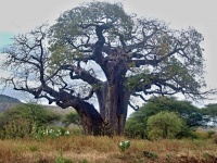 Baobab prstnatý (Adansonia digitata) - čeleď slézovité - Malvaceae