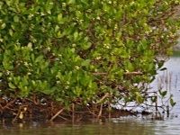 Kolíkovník (Avicennia marina) - čeleď paznehtníkovité - Acantaceae