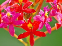 Orchidej - hybrid