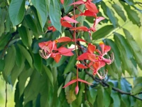 Amherstie vznešená (Amherstia nobilis) - čeleď bobovité - Fabaceae