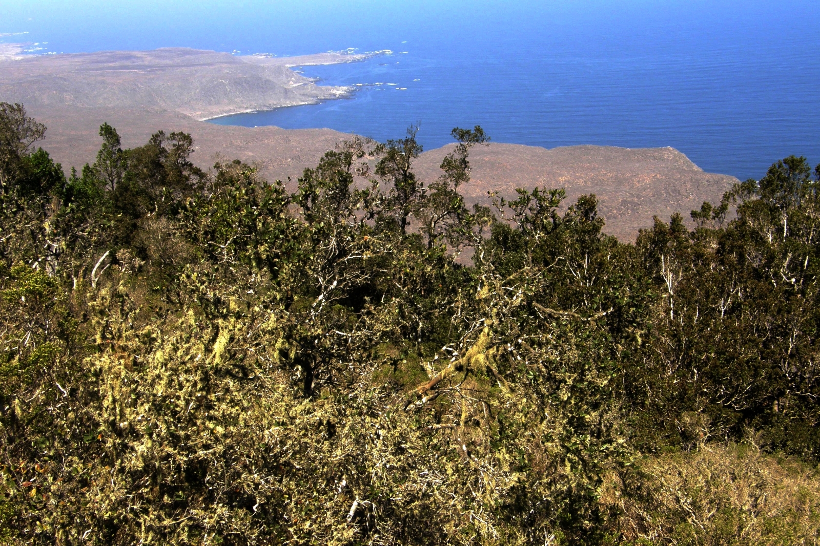 Bosque de Fray Jorge