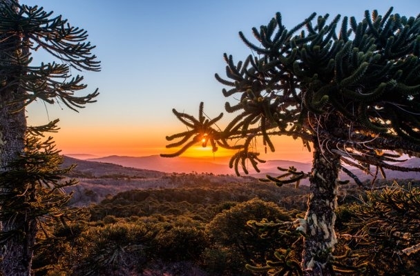 Nahuelbuta National Park 