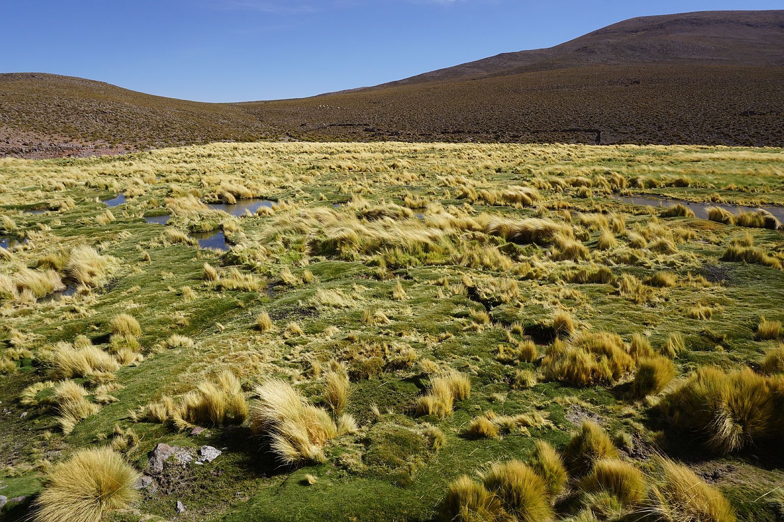 Volcán Isluga National Park