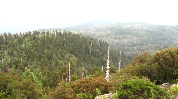 Alerce Costero National Park
