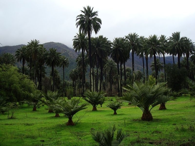 Las Palmas de Cocalán 